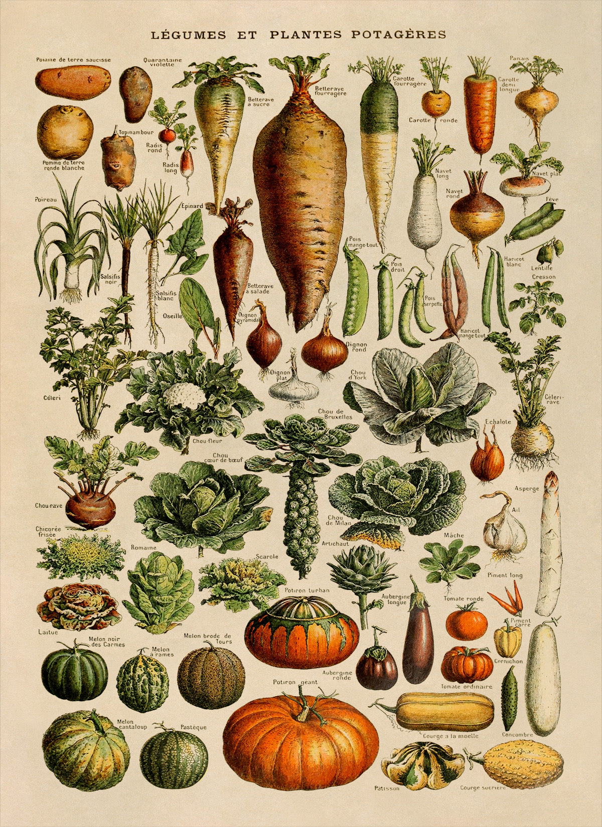 Vegetable Variety Illustration Print, AM43