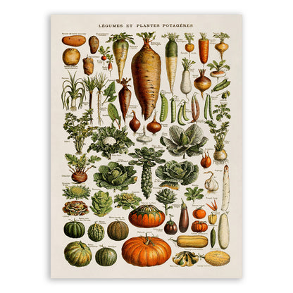 Vegetable Variety Illustration Print, AM43