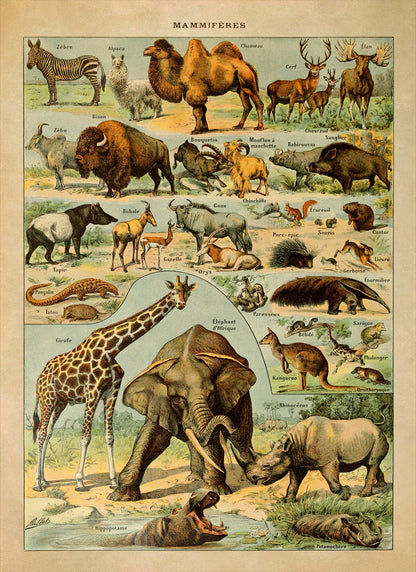 Mammals and Exotic Animal Species Illustration Print, AM44