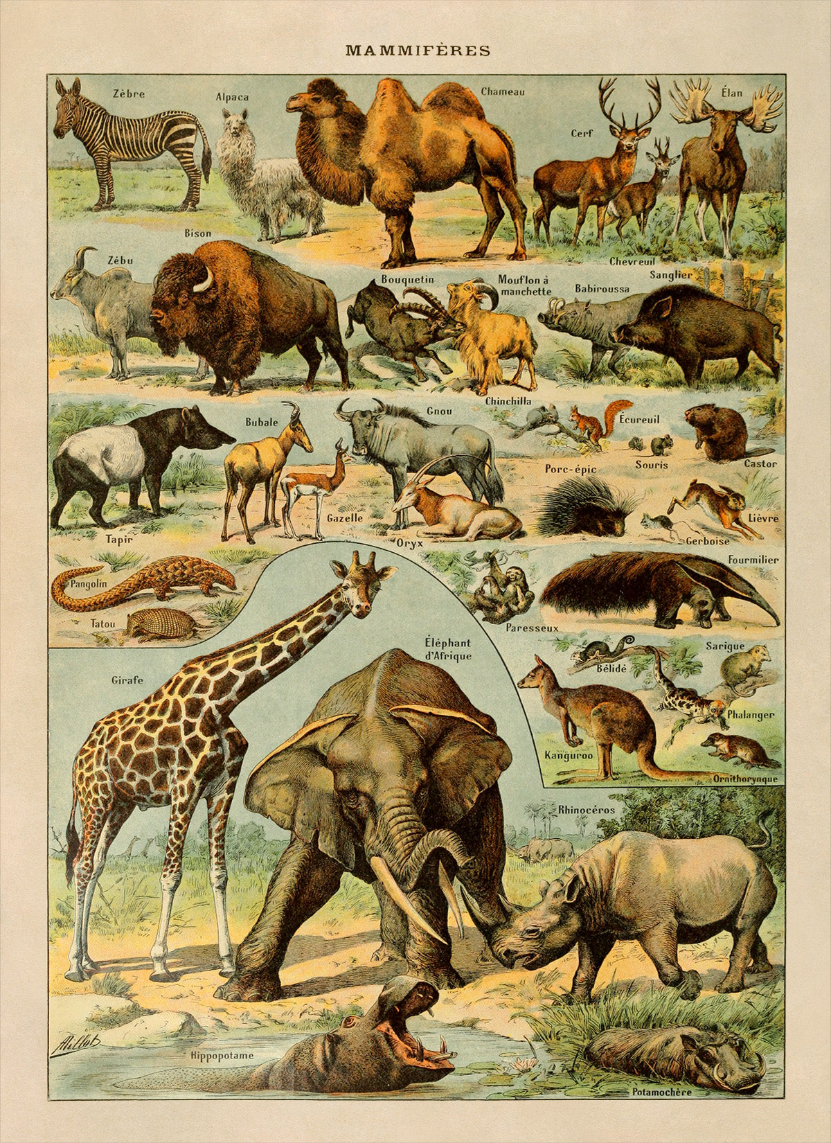 Mammals and Exotic Animal Species Illustration Print, AM44