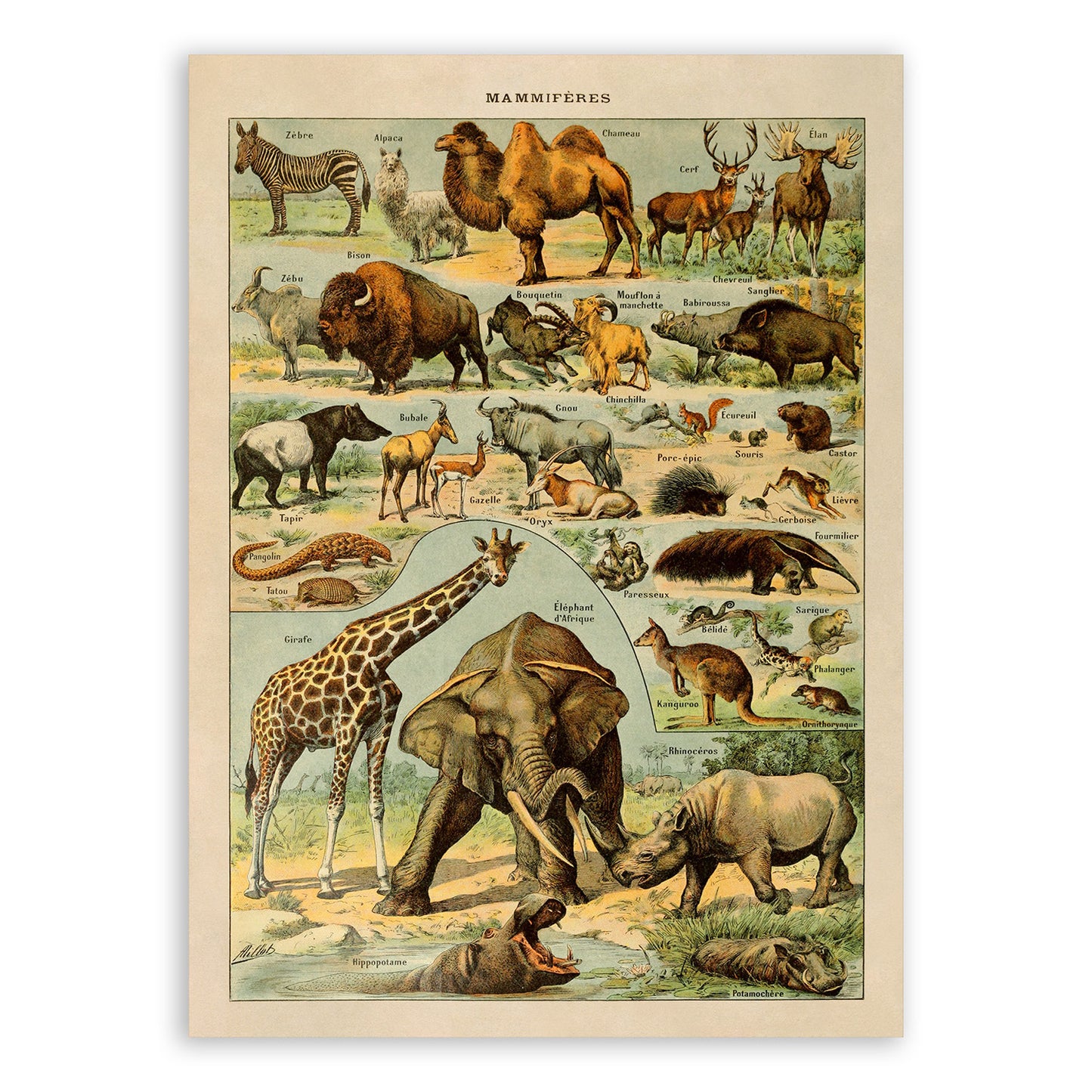 Mammals and Exotic Animal Species Illustration Print, AM44