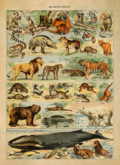 Mammals Species From Around The World Illustration Print, AM45