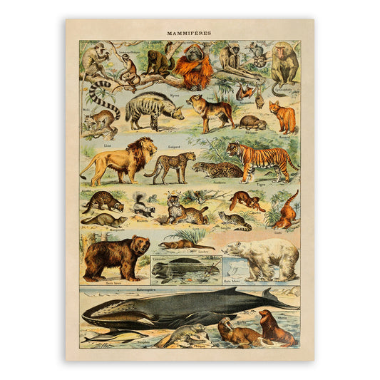 Mammals Species From Around The World Illustration Print, AM45