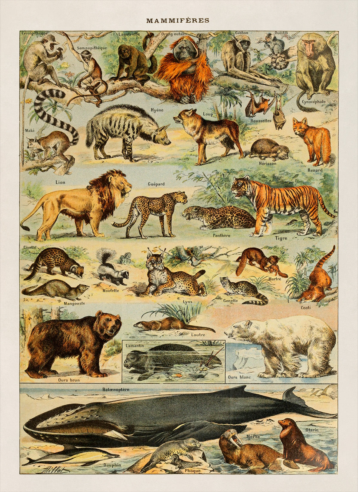 Mammals Species From Around The World Illustration Print, AM45