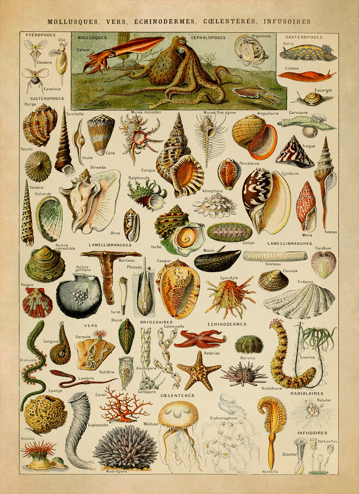 Mollusks Invertebrates and Other Sea Life Illustration Print, AM47