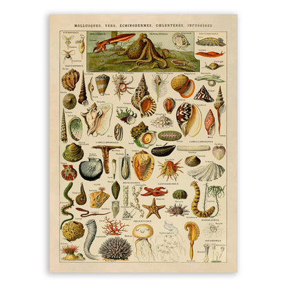 Mollusks Invertebrates and Other Sea Life Illustration Print, AM47