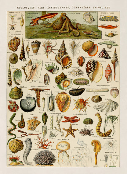 Mollusks Invertebrates and Other Sea Life Illustration Print, AM47