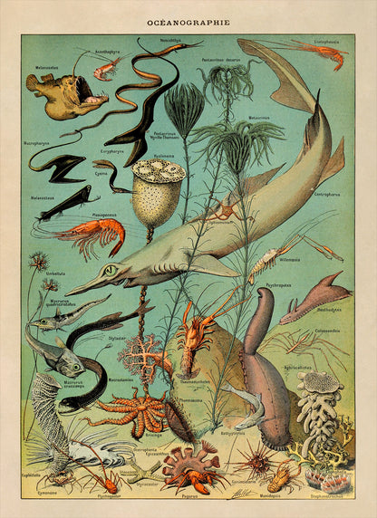 Oceanography and Sea Life Species Illustration Print, AM48