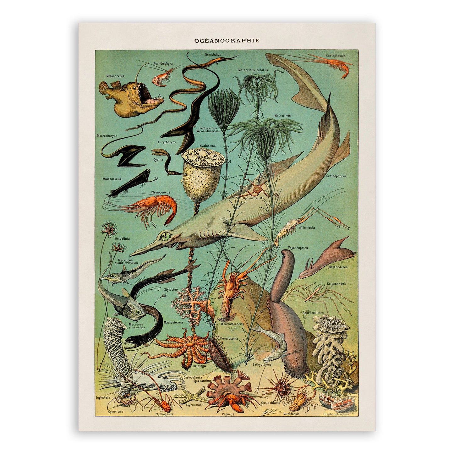 Oceanography and Sea Life Species Illustration Print, AM48