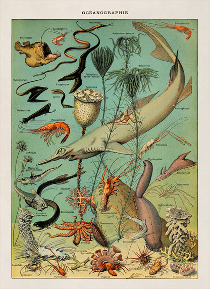 Oceanography and Sea Life Species Illustration Print, AM48