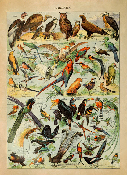 Bird Species Variety Illustration Print, AM49