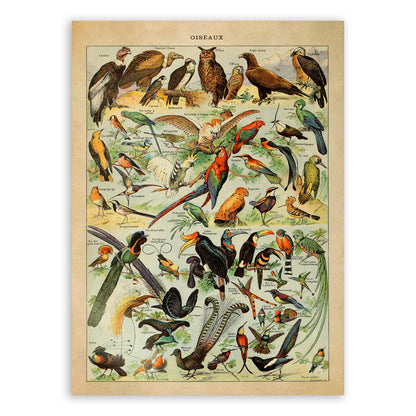 Bird Species Variety Illustration Print, AM49