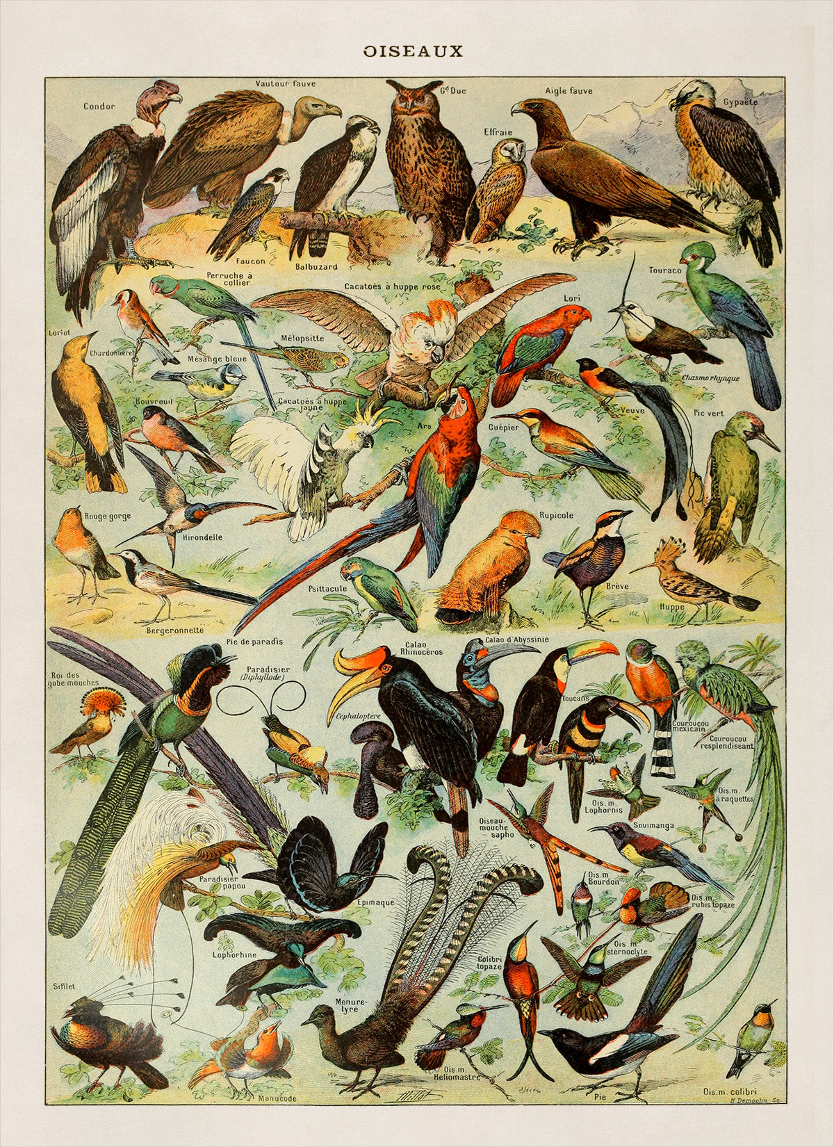 Bird Species Variety Illustration Print, AM49