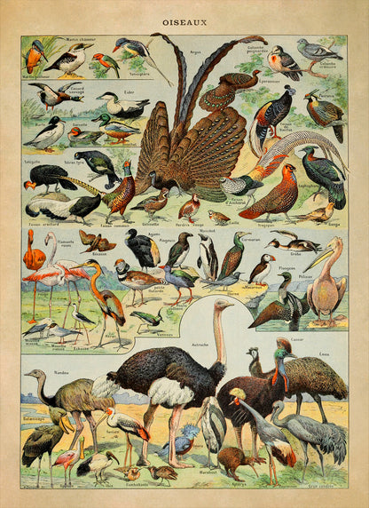 Bird Species Variety Illustration Print, AM50