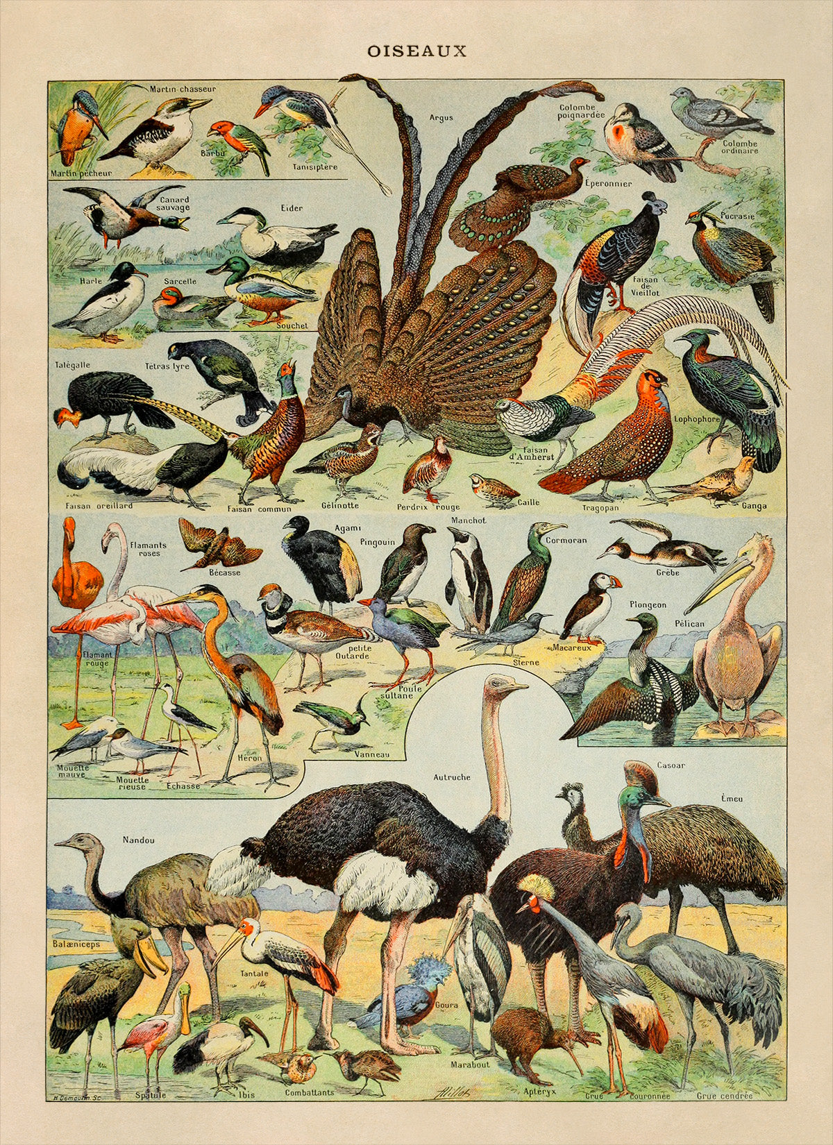 Bird Species Variety Illustration Print, AM50