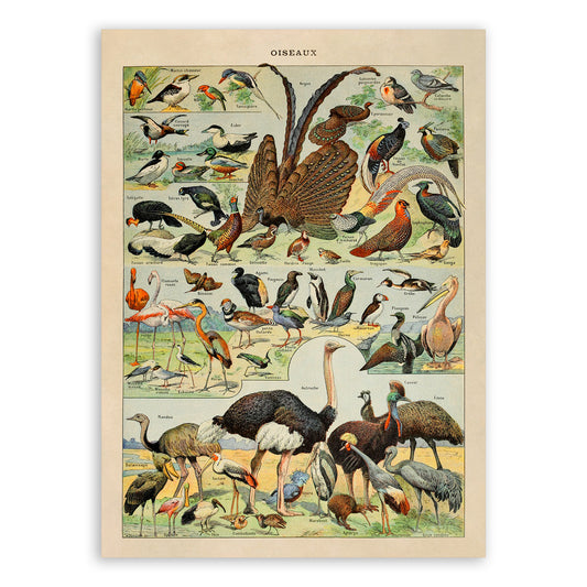 Bird Species Variety Illustration Print, AM50