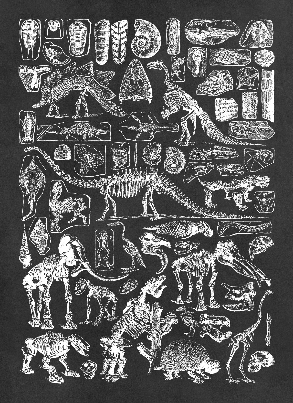 Paleontology Animal Fossil Illustration Diagram Print, AM51