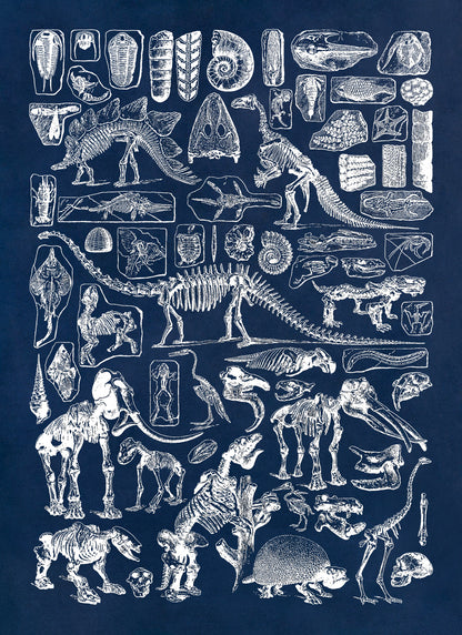 Paleontology Animal Fossil Illustration Diagram Print, AM51