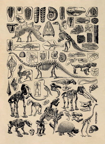 Paleontology Animal Fossil Illustration Diagram Print, AM51