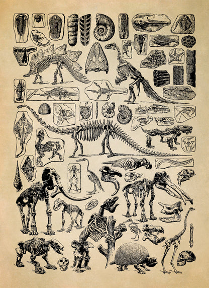 Paleontology Animal Fossil Illustration Diagram Print, AM51