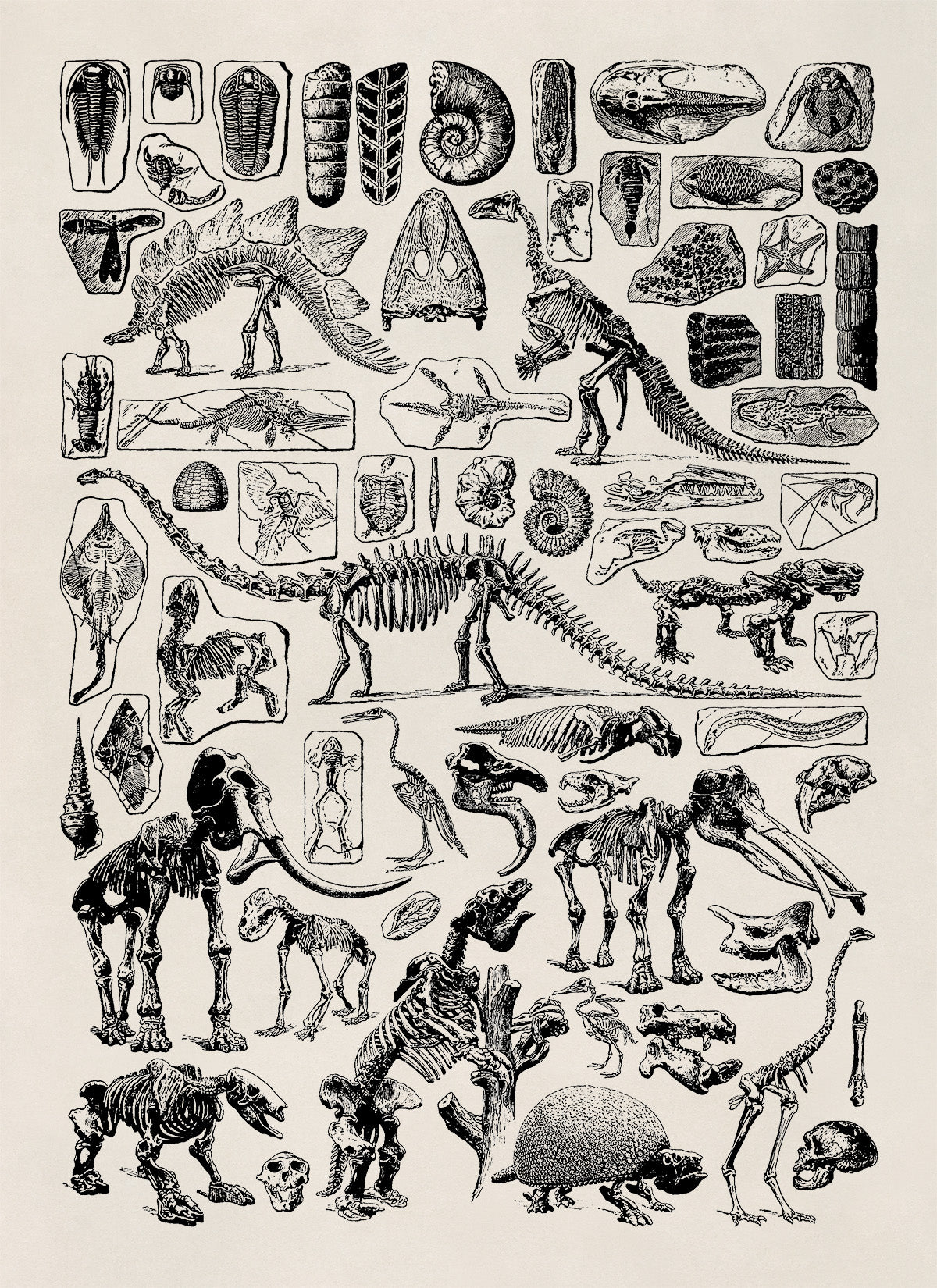 Paleontology Animal Fossil Illustration Diagram Print, AM51