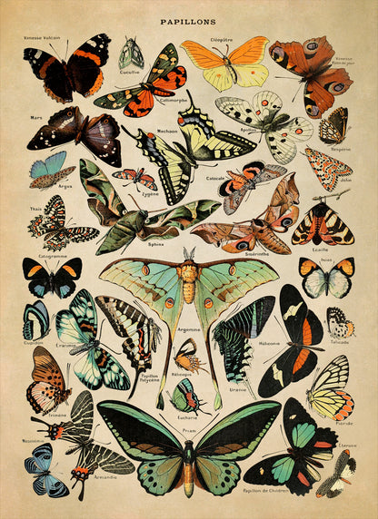 Butterfly Species Variety Illustration Print, AM52