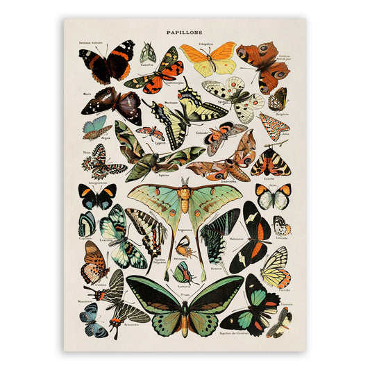 Butterfly Species Variety Illustration Print, AM52