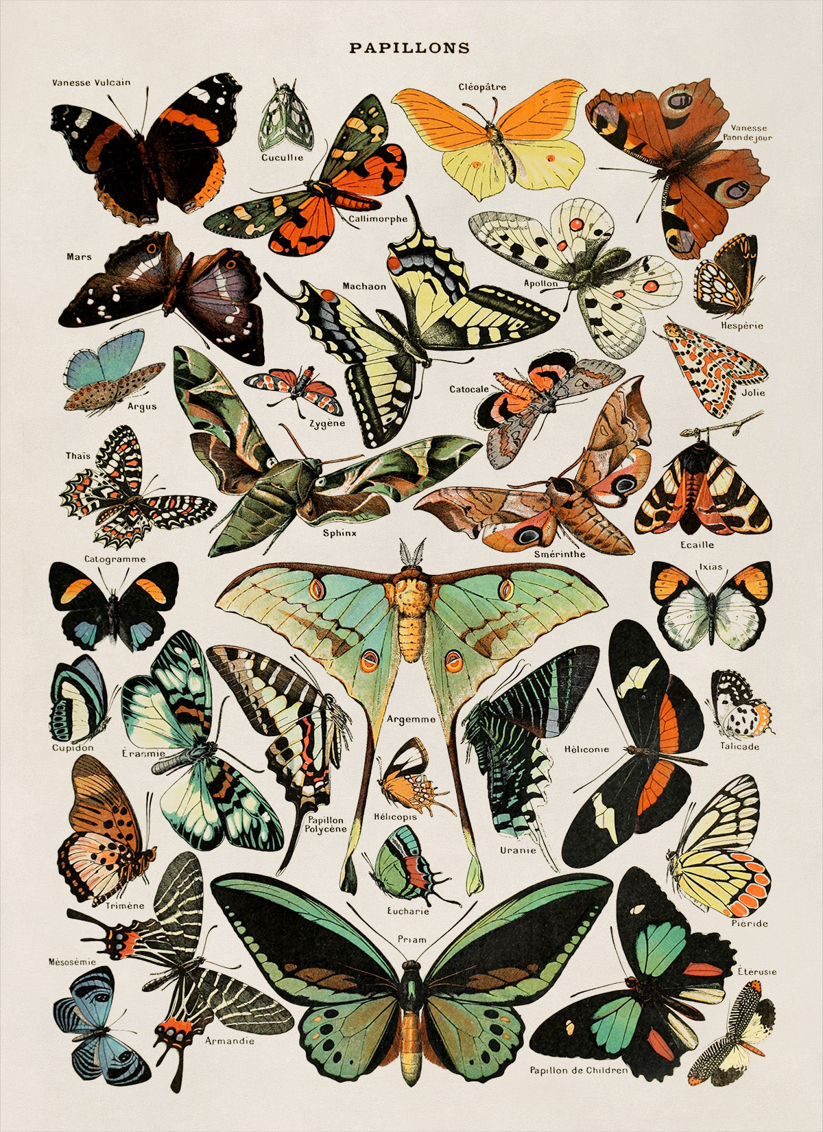 Butterfly Species Variety Illustration Print, AM52