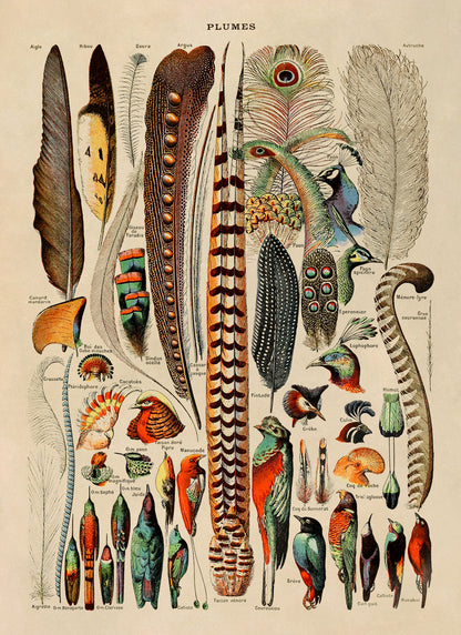 Bird Feathers Variety Chart Print, AM53