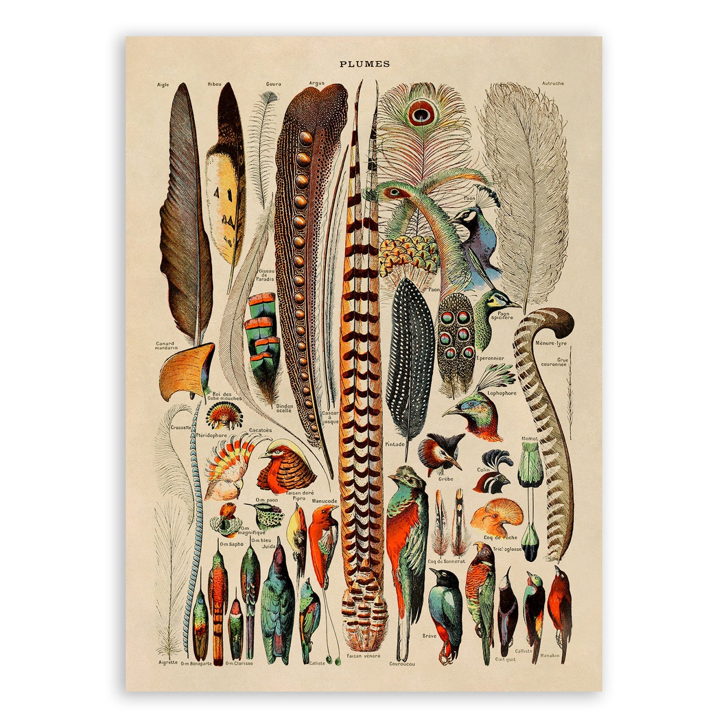 Bird Feathers Variety Chart Print, AM53