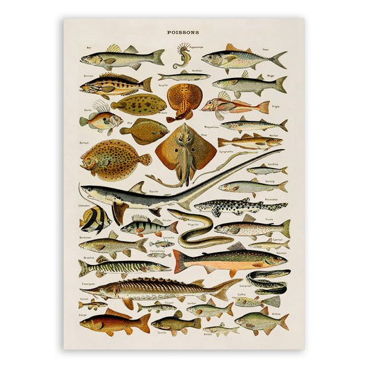 Fish and Sea Life Species Illustration Print, AM56