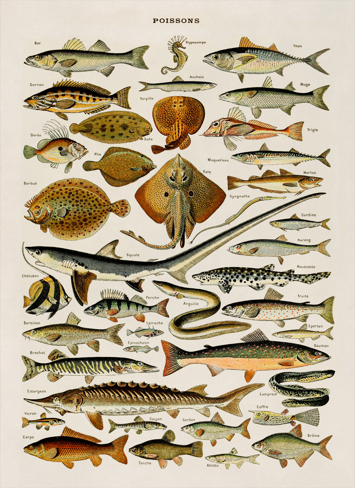 Fish and Sea Life Species Illustration Print, AM56