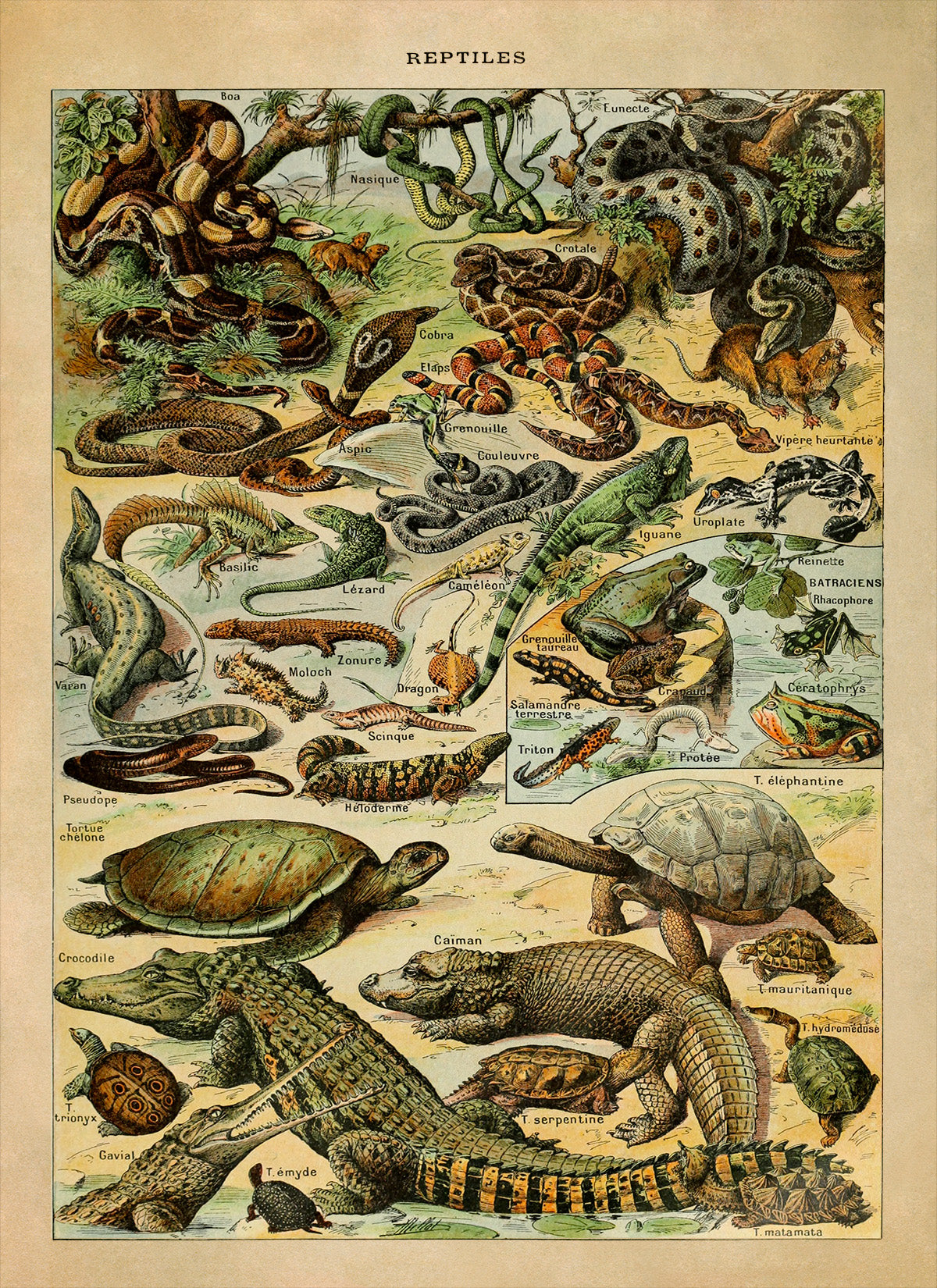 Reptile Species Illustration Print, AM57