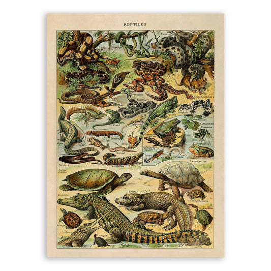 Reptile Species Illustration Print, AM57