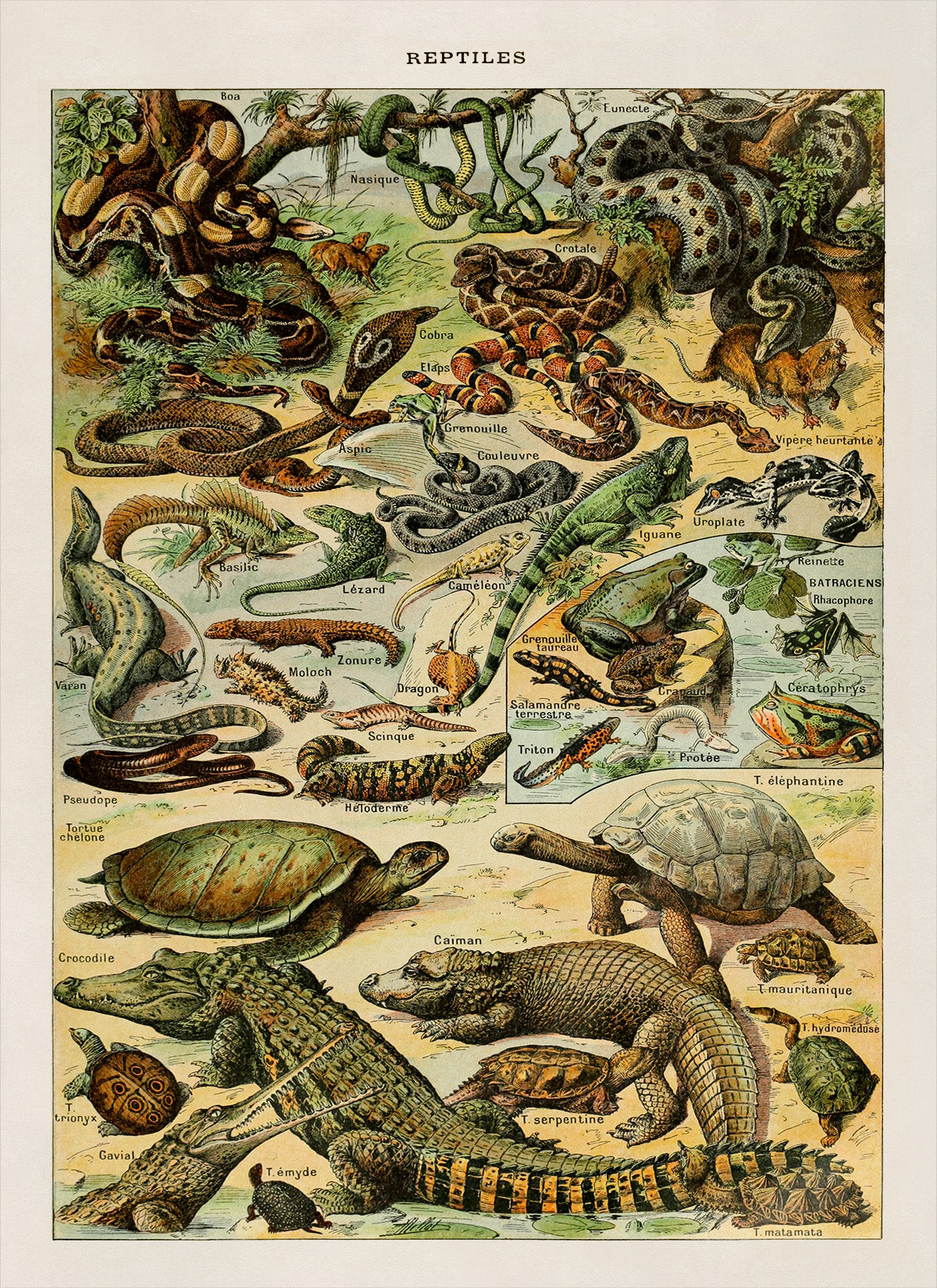 Reptile Species Illustration Print, AM57