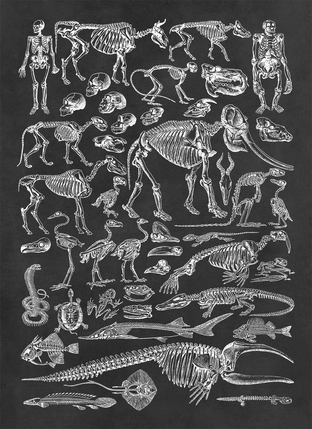 Animal Fossil Paleontology Illustration Diagram Print, AM58