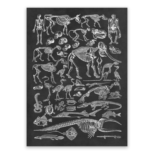 Animal Fossil Paleontology Illustration Diagram Print, AM58