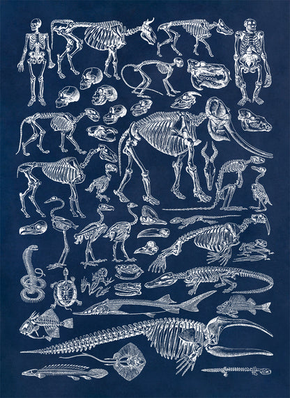 Animal Fossil Paleontology Illustration Diagram Print, AM58