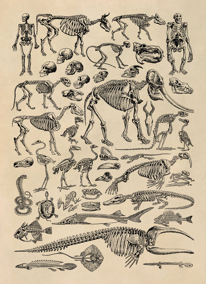 Animal Fossil Paleontology Illustration Diagram Print, AM58