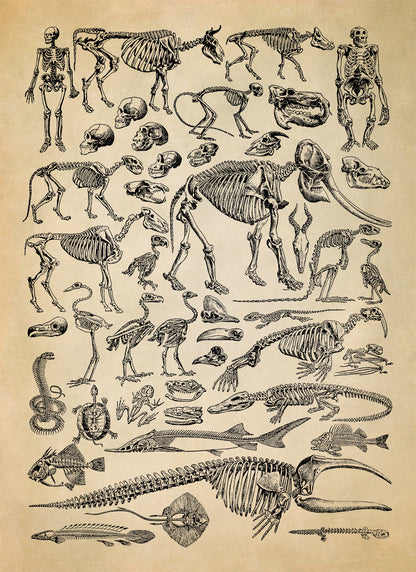 Animal Fossil Paleontology Illustration Diagram Print, AM58