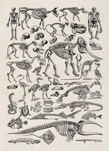 Animal Fossil Paleontology Illustration Diagram Print, AM58