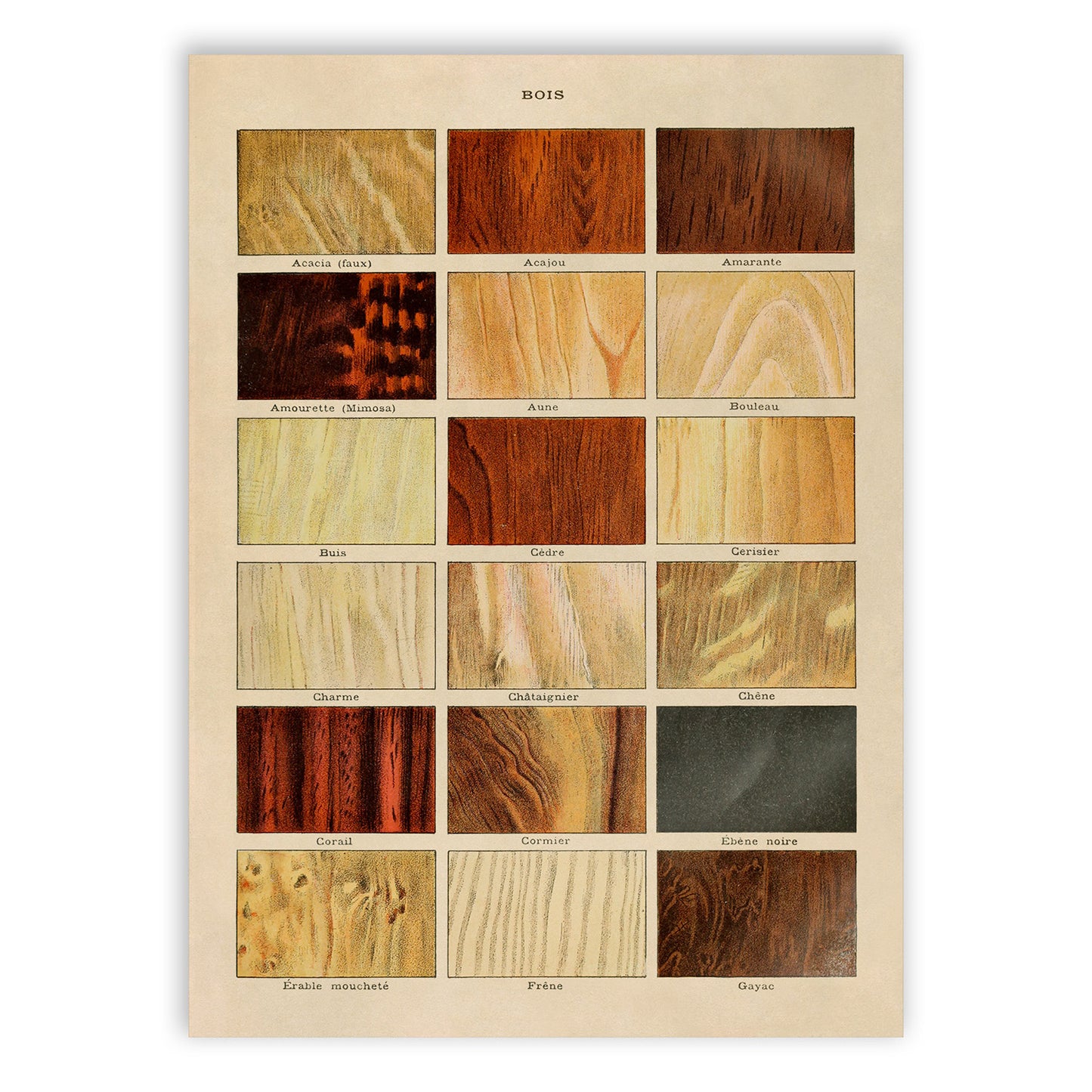 Tree Wood Types Illustration Print, AM65