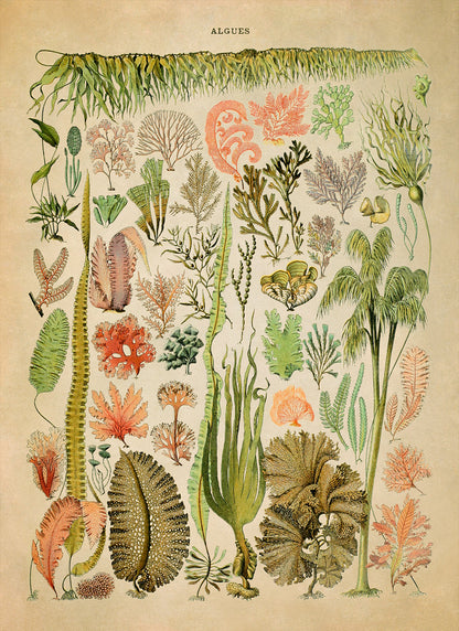 Algae and Seaweed Illustration Print, AM69