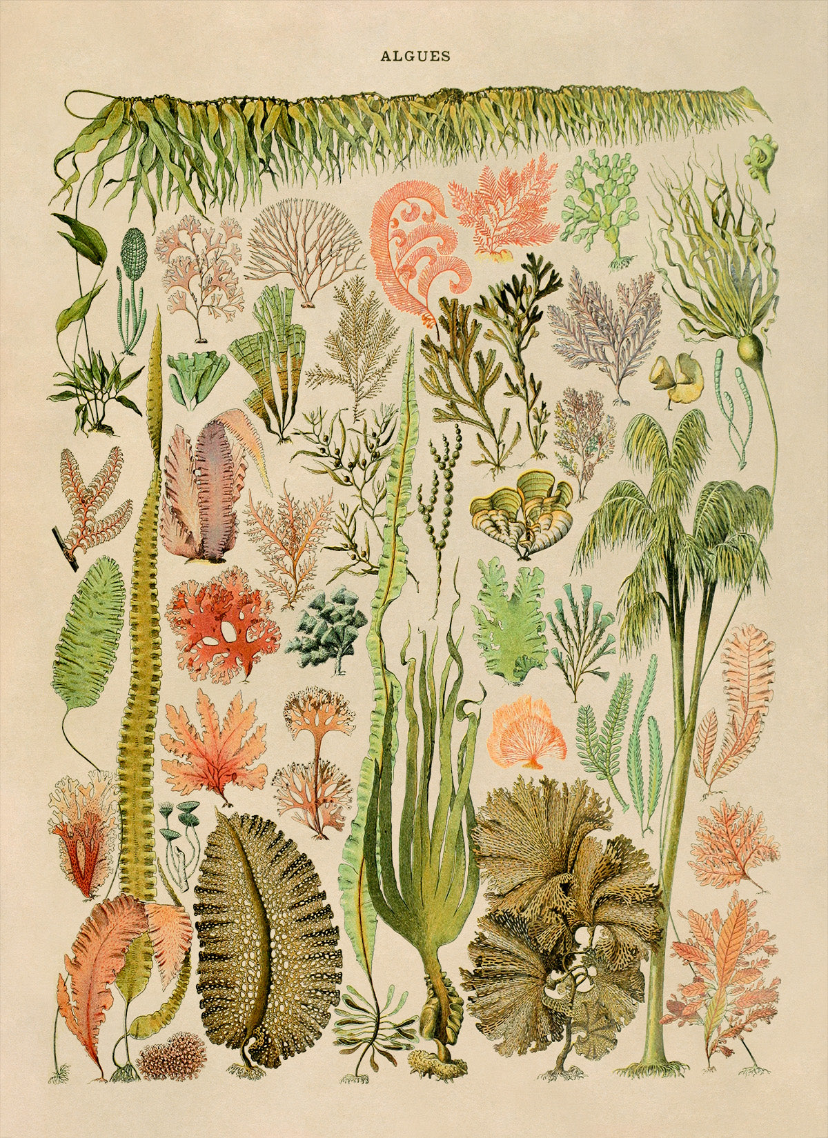 Algae and Seaweed Illustration Print, AM69