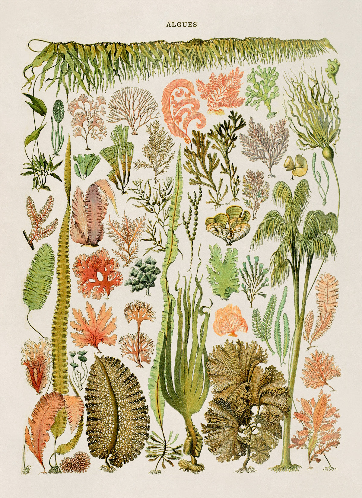 Algae and Seaweed Illustration Print, AM69