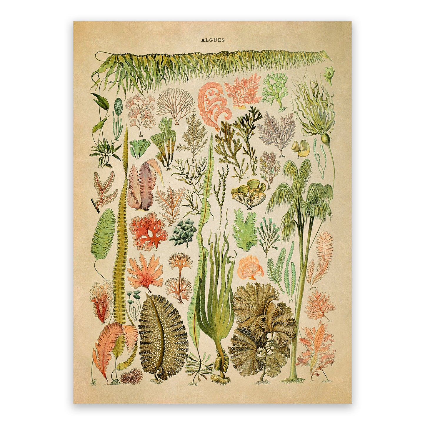 Algae and Seaweed Illustration Print, AM69