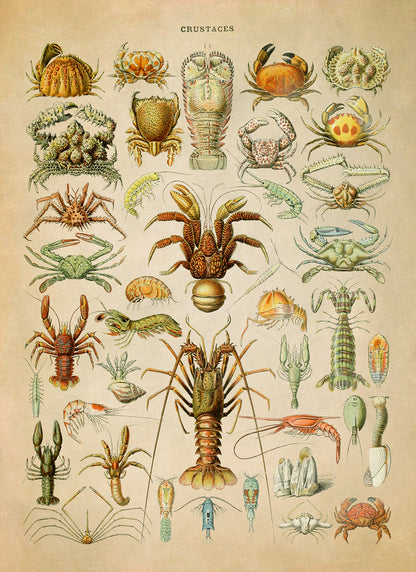 Crustacean Species Illustration Print, AM70