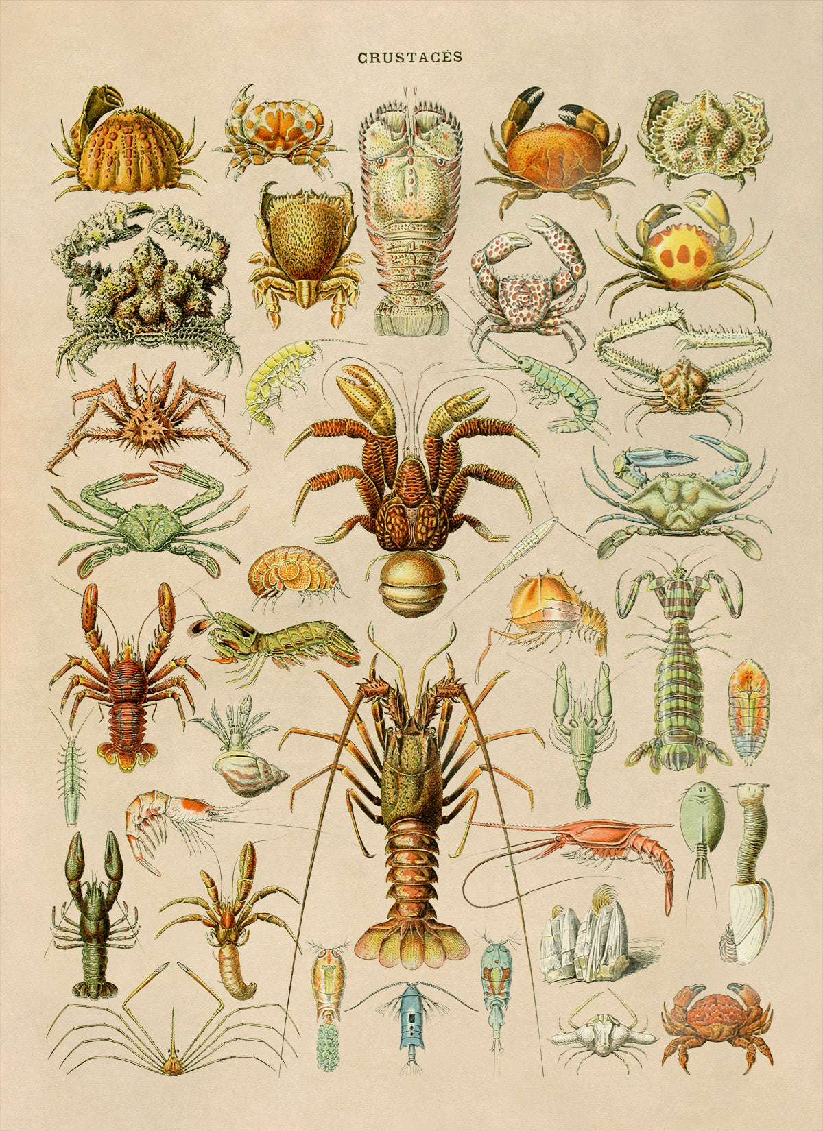 Crustacean Species Illustration Print, AM70