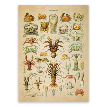 Crustacean Species Illustration Print, AM70