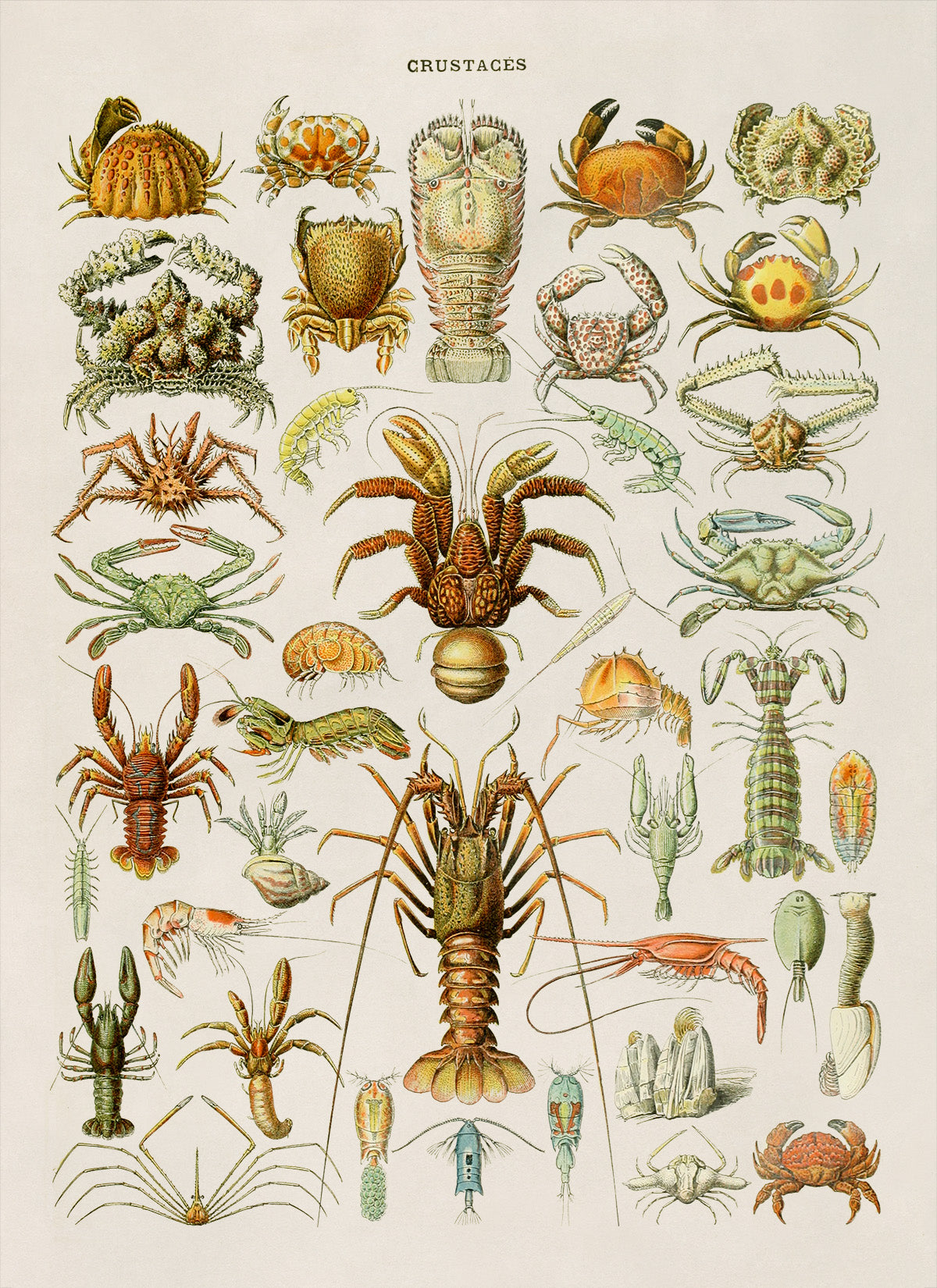 Crustacean Species Illustration Print, AM70